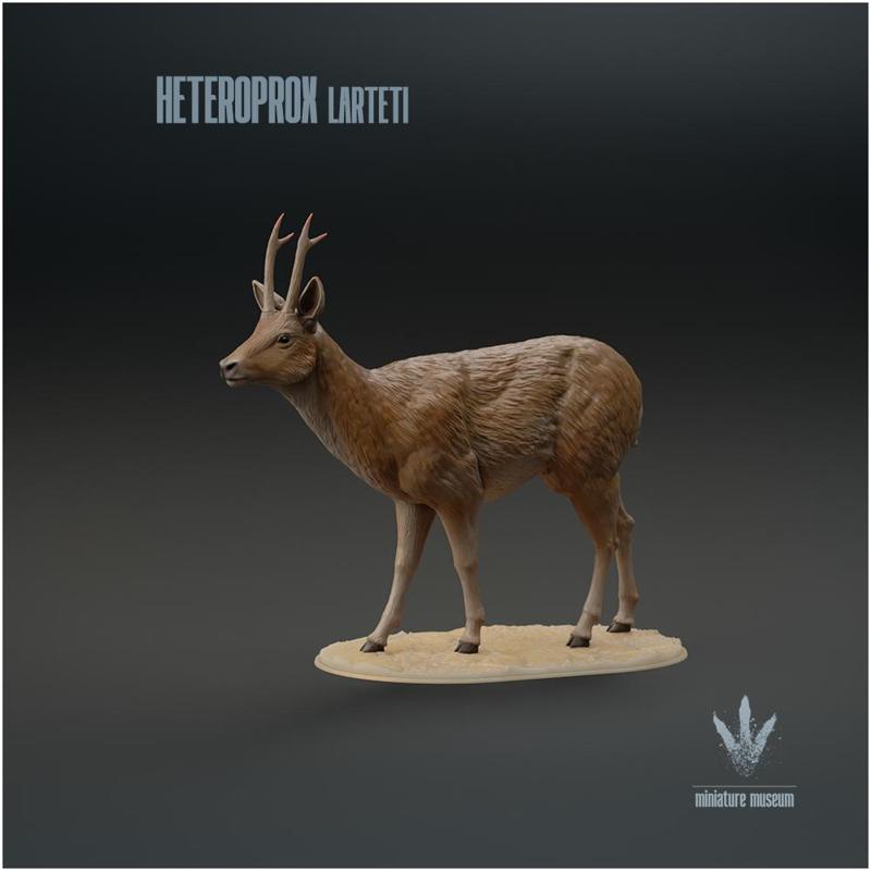 Heteroprox larteti : The Miocene Deer