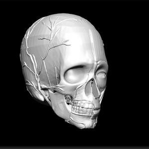 human face anatomy medical
