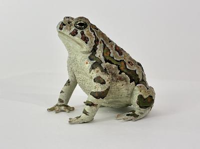Realistic Toad