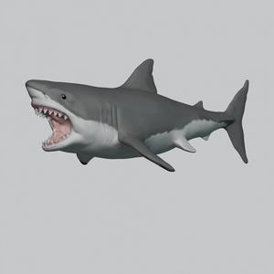 Great White Shark