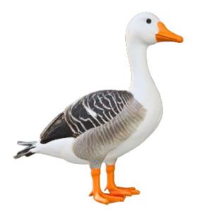 Fun Cartoon Goose