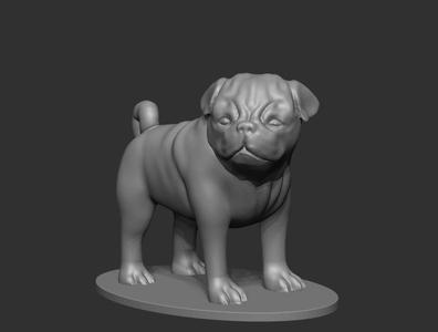 Pug dog