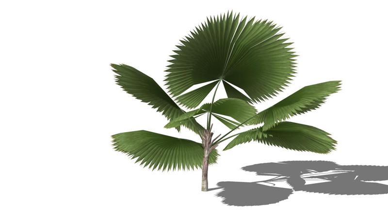 PLANT TROPIC LICUALA VEGETABLE Blackberry TREE Bread Pumpkin Pumpkin Zucchini Cabbage Apple