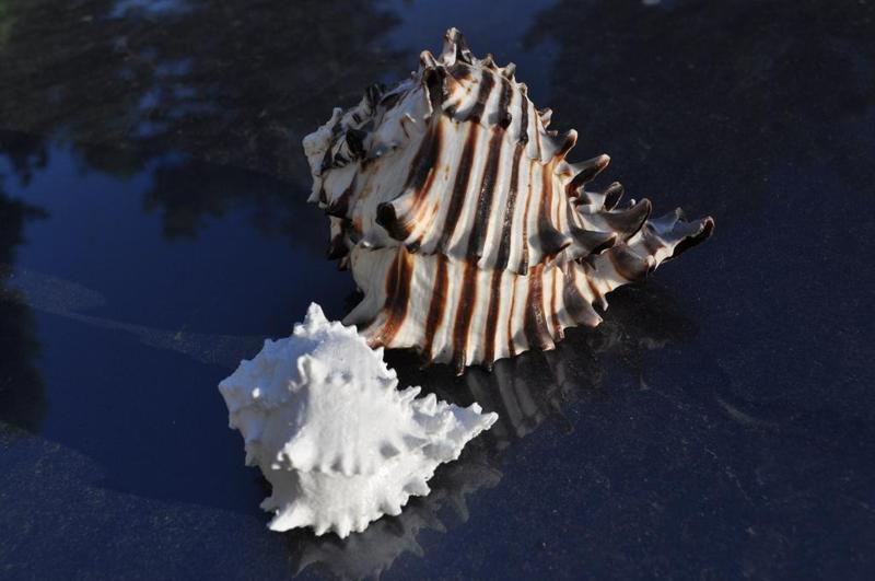 Sea shell photogrammerty scan