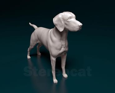 Vyzsla dog