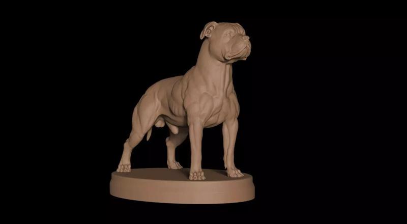 Pitbull Terrier 3D