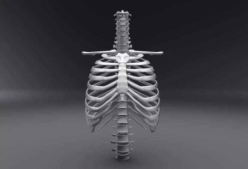 Human Spine and Rib Articulated 3D Model Collection