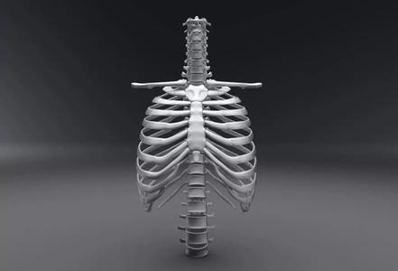 Human Spine and Rib Articulated 3D Model Collection