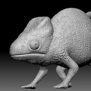 Chameleon 020