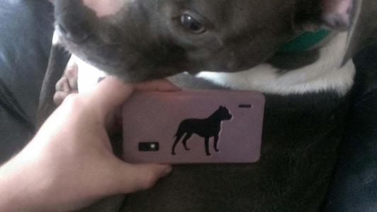 Nexus 4 Pitbull Case