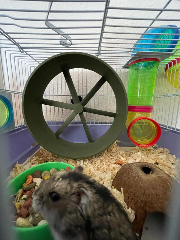 Hamster wheel - 18cm - on ball bearings