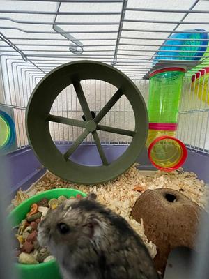 Hamster wheel - 18cm - on ball bearings