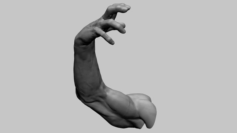 Arm Model Printable A