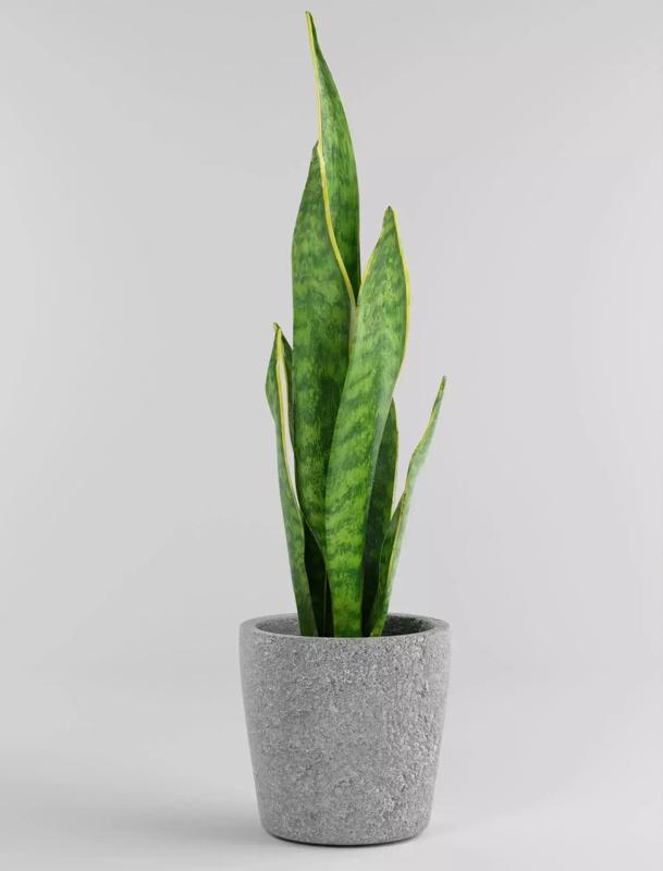 Sansevieria snake plant in pot