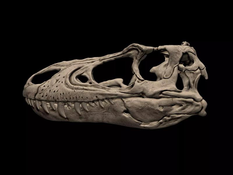 Juvenile Gorgosaurus Skull