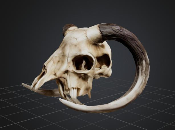 Skull
