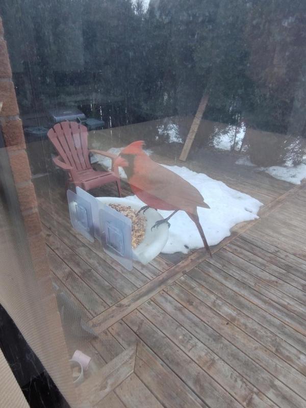 Birdfeeder Soap-Dish Style