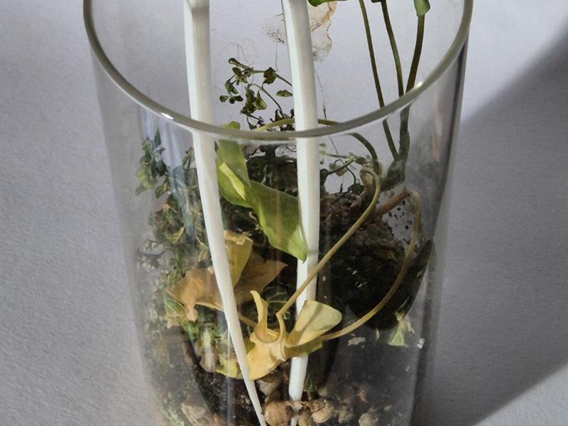 Tweeber - Long Sturdy Tweezers