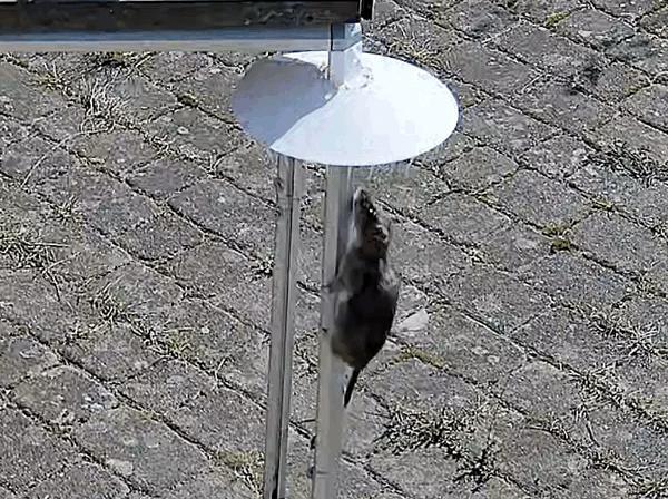 Rat Blocker / Rattensperre