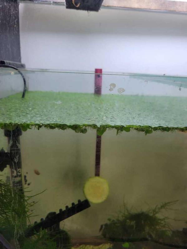 Vegetable feeder for plecos and alike