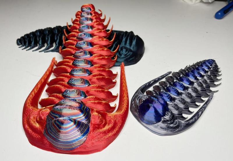 Trilobite: Paradoxides eleganbs