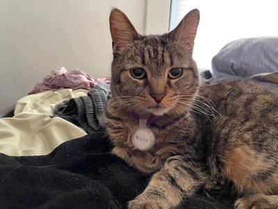 Airtag cat collar