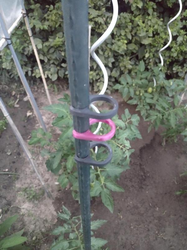 Planten clip tomaten / plant clip tomatoes