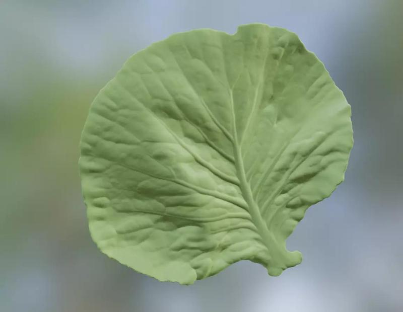 Cabbage leaf printing STL realistic vegetable leaf
