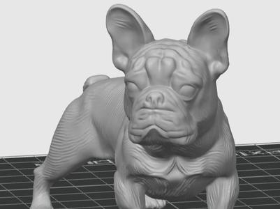 frenchie