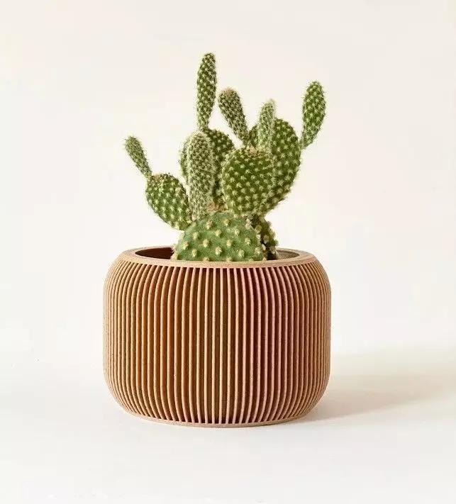 potted succulent and plants