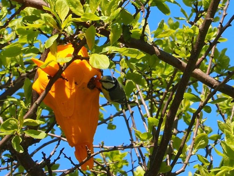 Hollow unicorn skull - Bird feeder