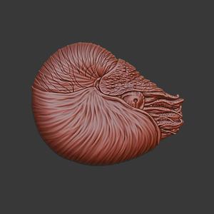 Nautilus 3d relief .stl file
