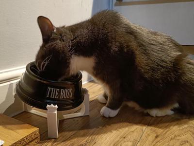 Pet Bowl Raiser