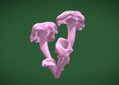 Trumpet of Death mushrooms