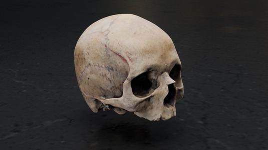 Real skull