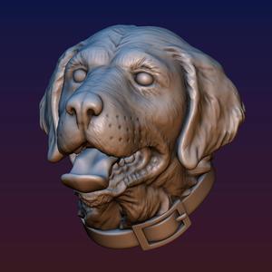 Labrador Head
