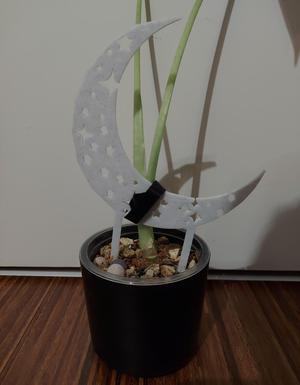 Star Moon Plant Trelli