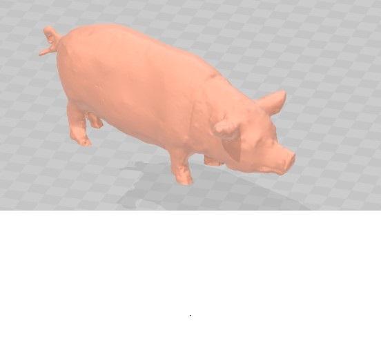 pig
