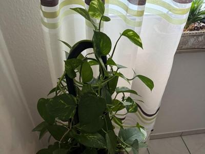 Flower Trellis 
