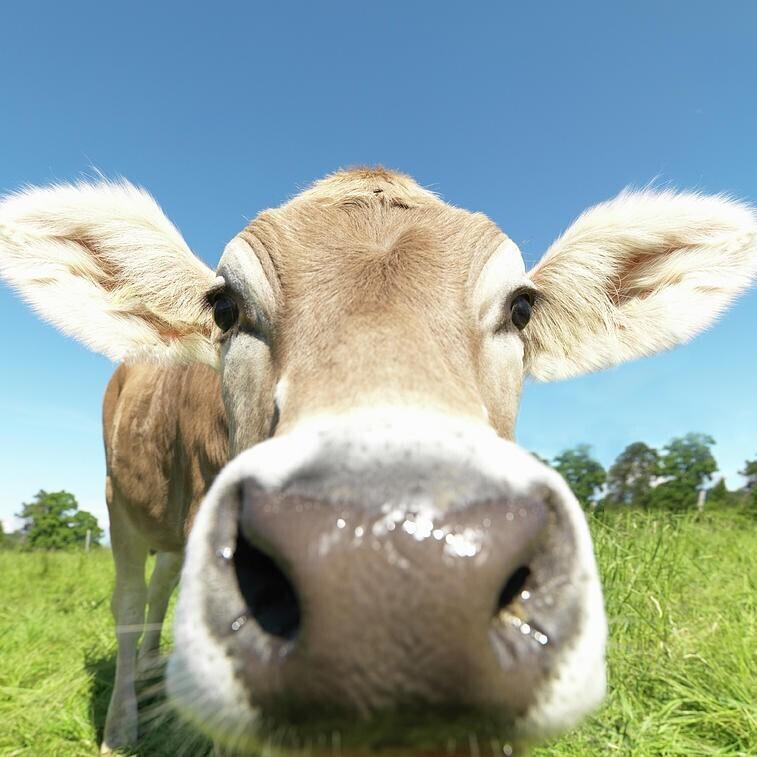 Legless Headless Cow