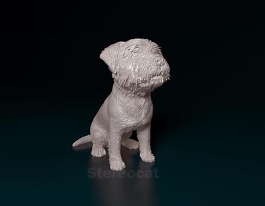 West highland white terrier