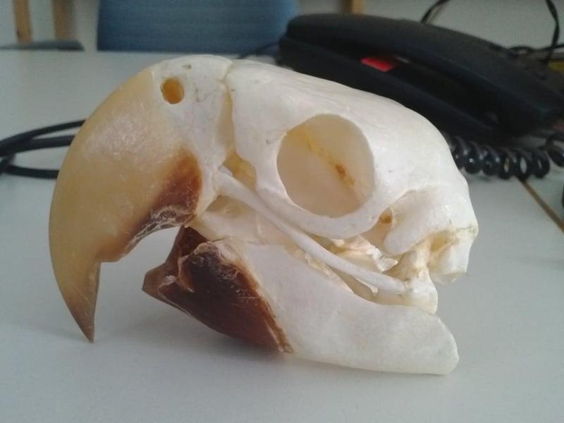 Macaw Skull