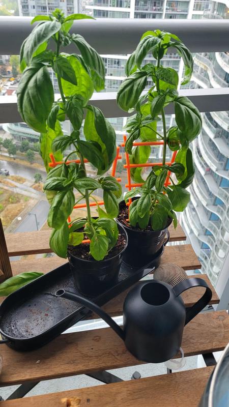 Miniature Plant Trellis