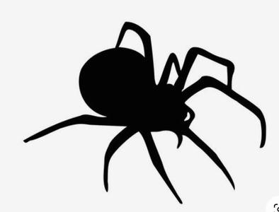 spider