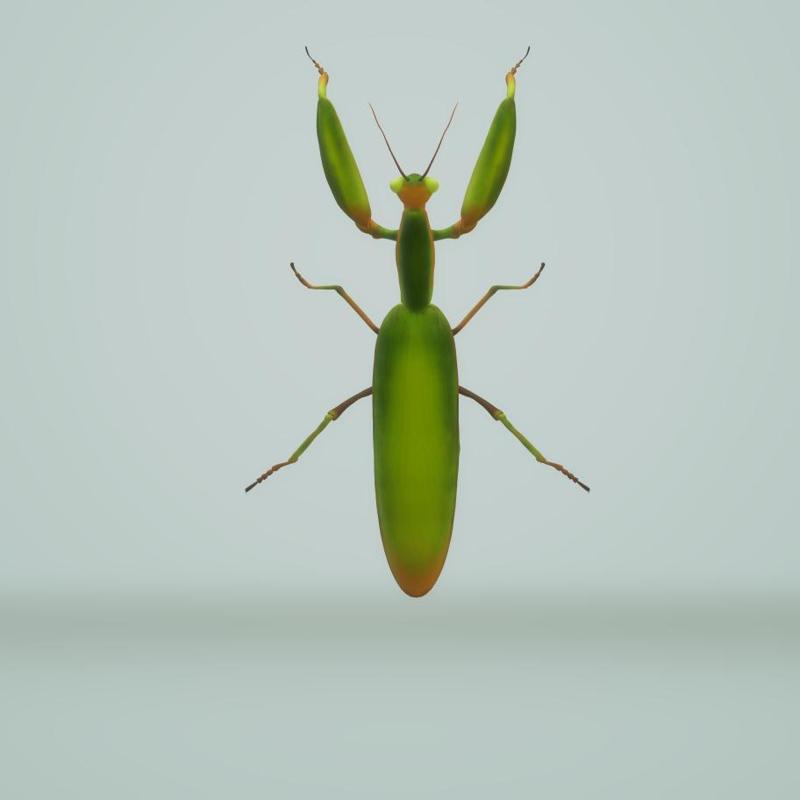 PRAYING MANTIS - PRAYING MANTIS