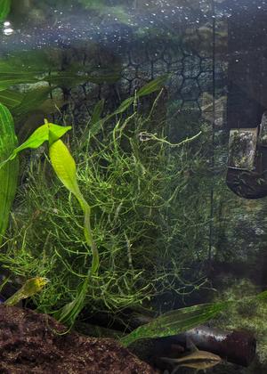 Aquarium Moss Wall