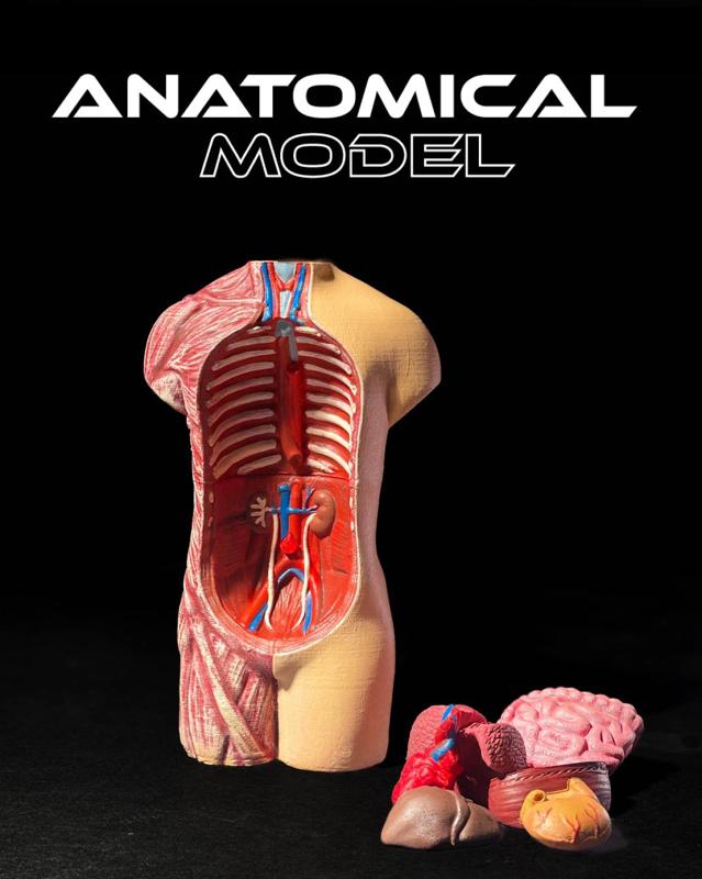 3D-Printed Anatomical Model