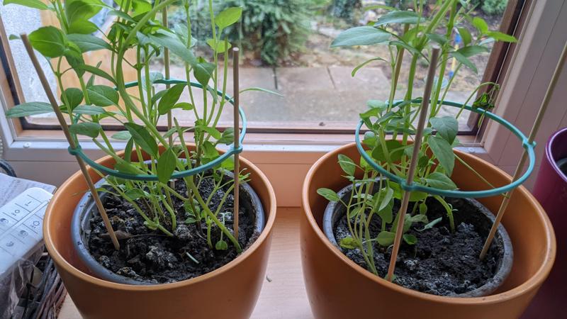 Plant / herb support