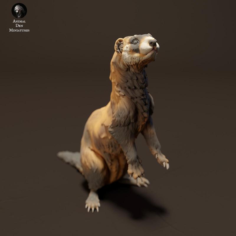 European Polecat Standing