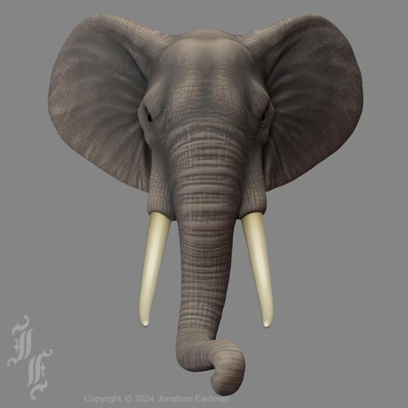 African Elephant Head